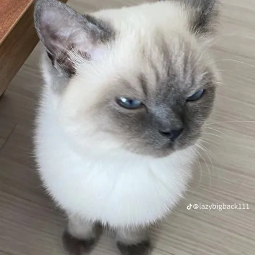 creator `|𝒎𝒐𝒐𝒏𝒍𝒊𝒈𝒉𝒕|`'s avatar