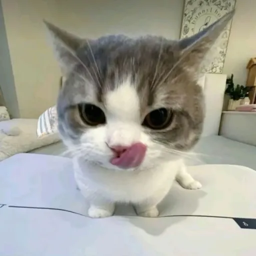 creator JUST_A_CAT_LOVER_'s avatar
