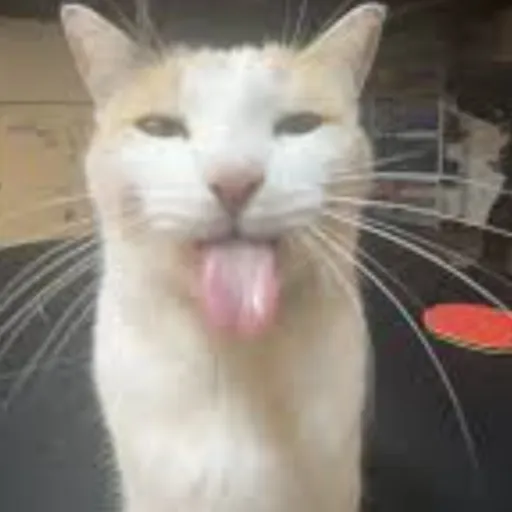 creator Silly Cat(Bouncer)'s avatar