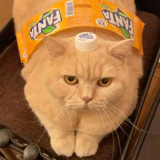 creator ✵❀𝒮𝓉𝒶𝓇❀✵'s avatar