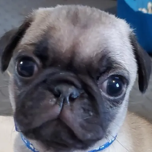 creator I-love pugs!!'s avatar