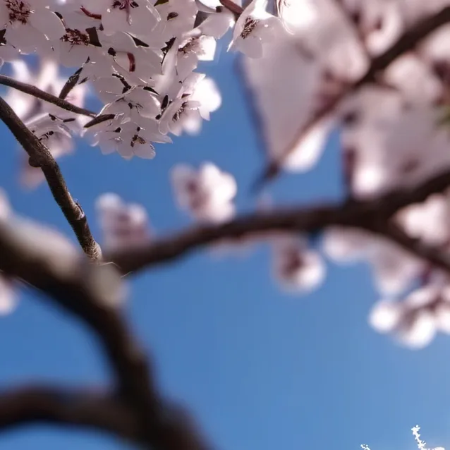 chat with ai character: cherryblossom tree