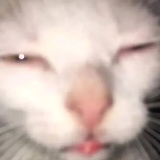 creator i_like_cats🩷's avatar