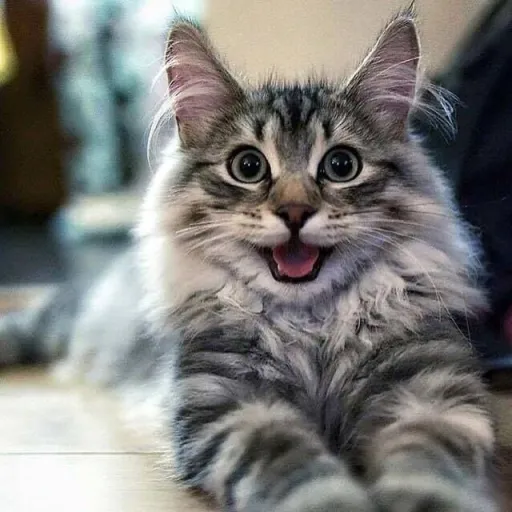 creator Kio the cat's avatar