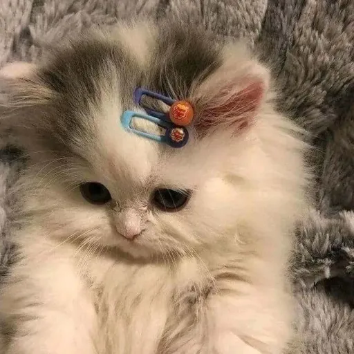 creator shebhu's avatar