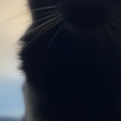 chat with ai character: Cosmo a kind cat