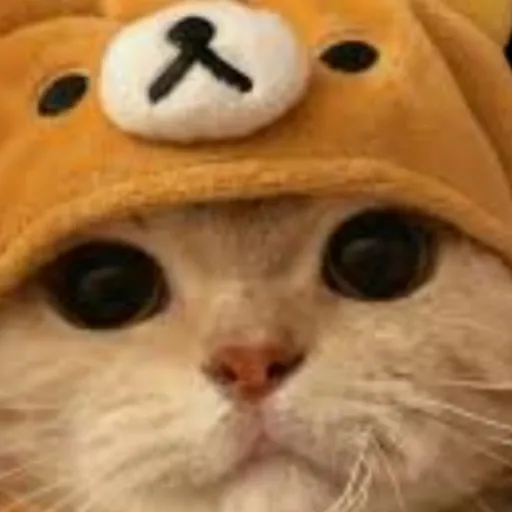 creator ali_💞🐱💞's avatar