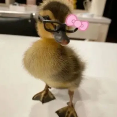 creator hiimarandomgirl's avatar