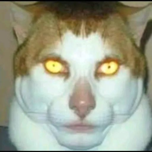creator Y/n. . .'s avatar