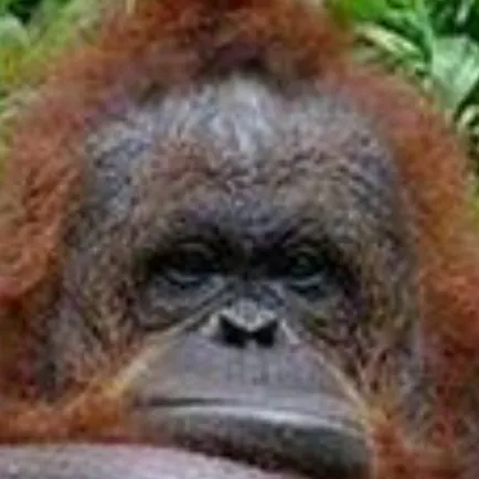 creator OWRANGAtan's avatar