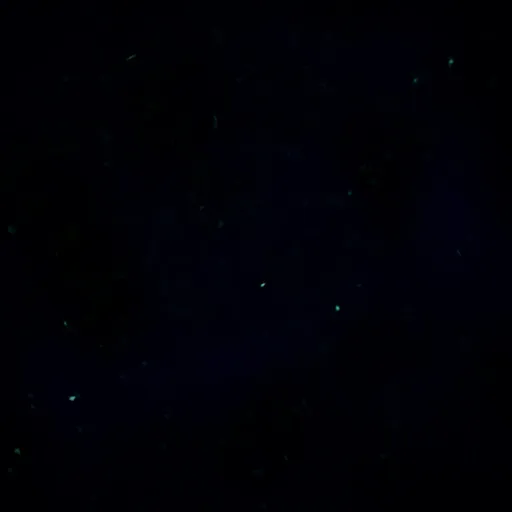creator Jamal$$$'s avatar