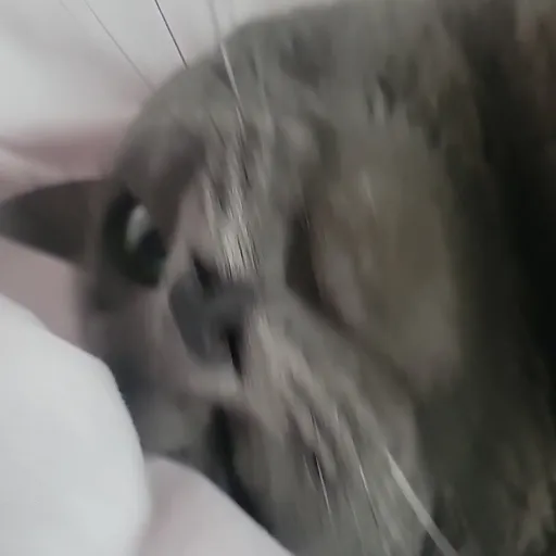 creator Pepperthekittycat's avatar