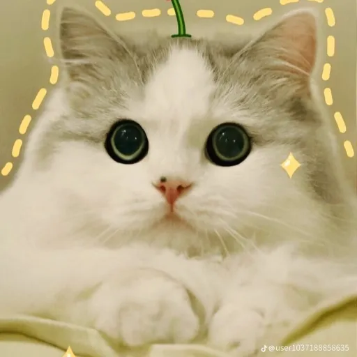 creator Kailezz's avatar
