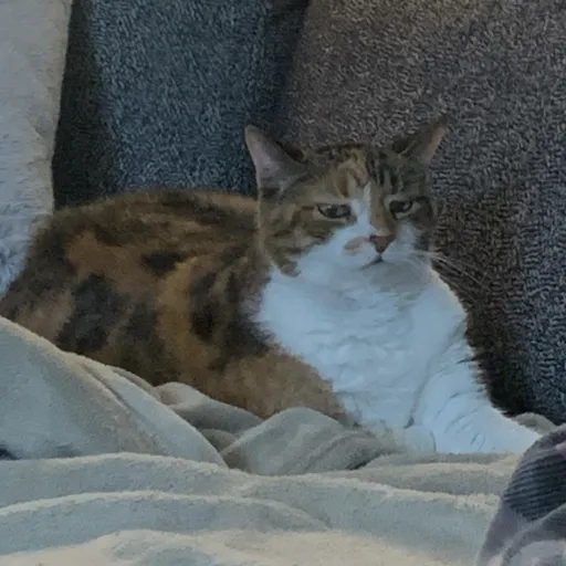 creator NicoKitty's avatar