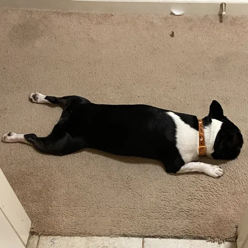 creator Lemon on the floor's avatar