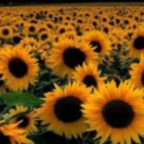 creator Sunflower <3 <3's avatar