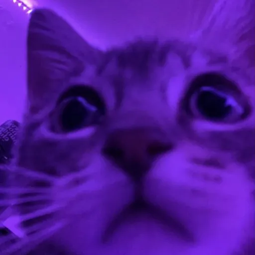 creator Purple cat💜💜💜's avatar