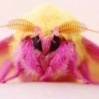 creator Moth♡'s avatar