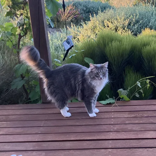 creator Mia😘🪿(hiiii)'s avatar