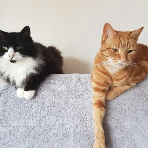 creator silvia lilly 2024's avatar