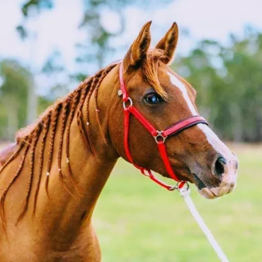 creator Jupiterthehorse's avatar
