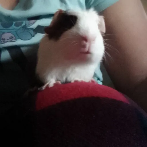 creator 🐷 Ginger Guinea 🐷's avatar