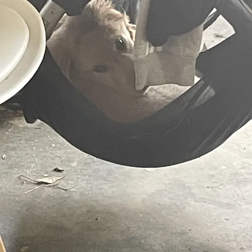 creator Milo is my dog's avatar