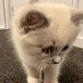 creator 🐱мαяяуαηηα ѕαηяισ♡'s avatar
