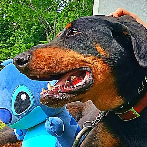 creator Stitch_Lover<3's avatar