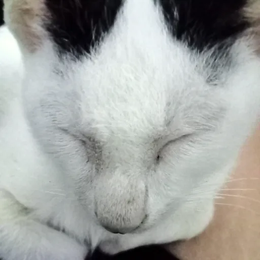 creator MEOWING 577574's avatar