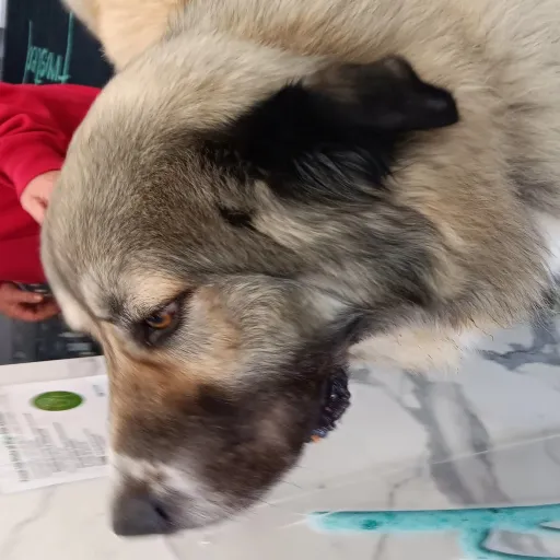 creator outlander_4eva's avatar