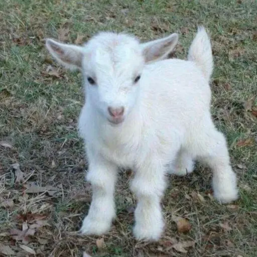 creator ★goat★'s avatar