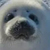 chat with ai character: Seal