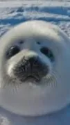 ai character: Seal background