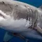 chat with ai character: Mean Shark