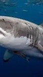 ai character: Mean Shark background