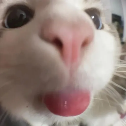 creator The real mitsuri's avatar