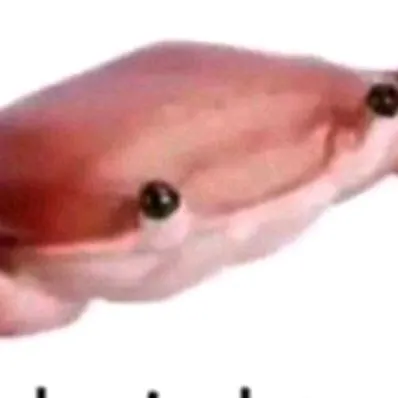 creator crab bob's avatar
