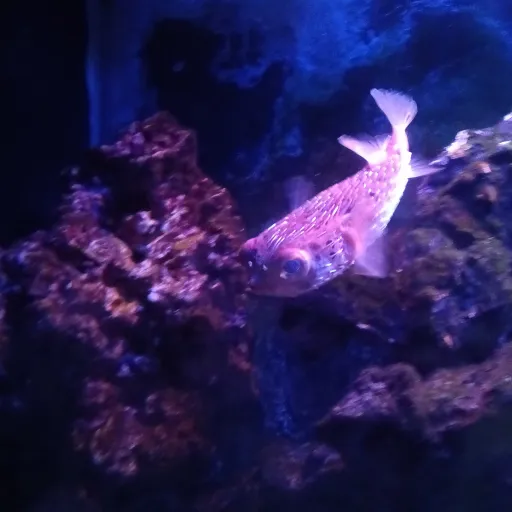 creator Puffer lover's avatar
