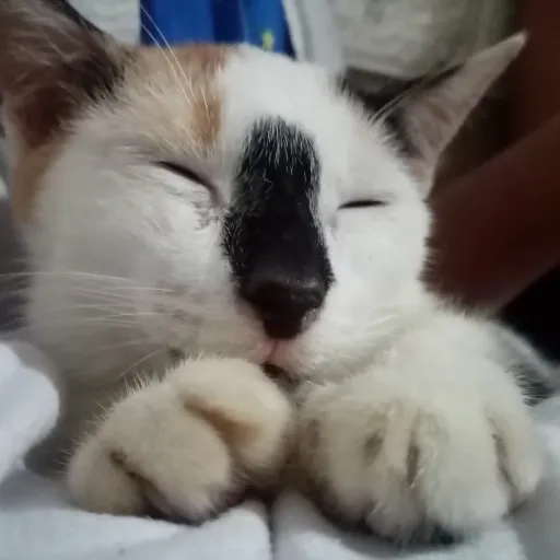 creator 💢ニコール 🥰's avatar