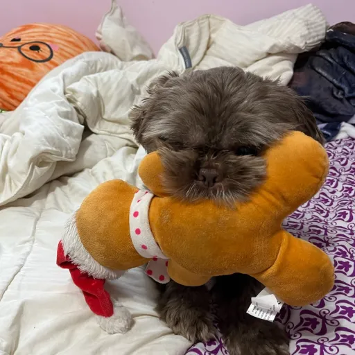 talkie's author avatar