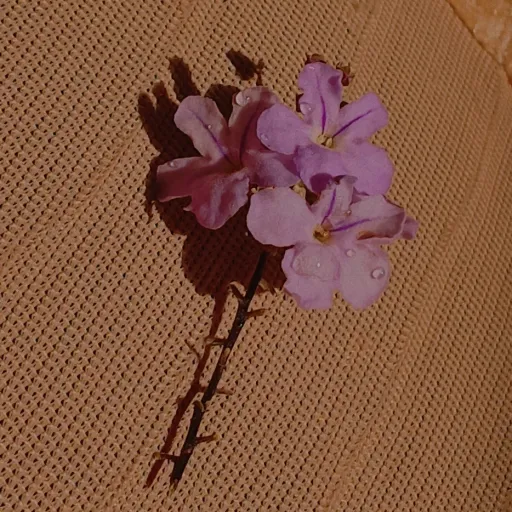 creator Violet Ocean's avatar