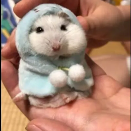 creator Thy hamster's avatar