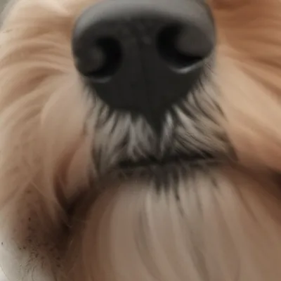 chat with ai character: Fozzie
