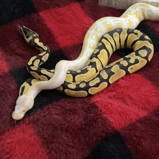 creator Snake whisper's avatar