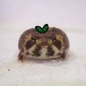 creator 🐸foggy_cutie🐸ridit's avatar