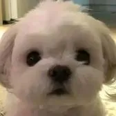 creator NETAMELOJURAS's avatar