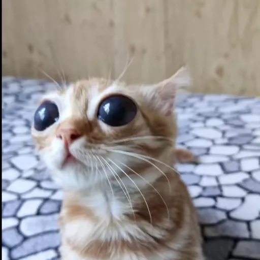 creator Cat anime's avatar