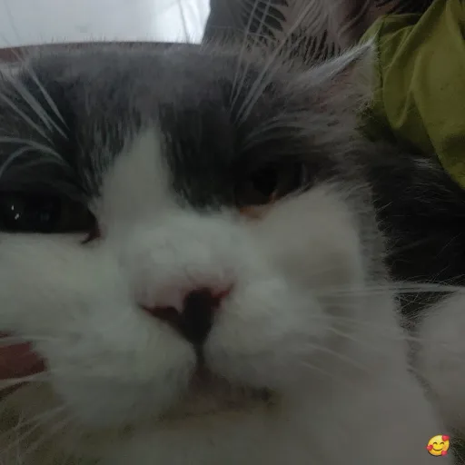 creator ~♥Viko kitty Eco♥~'s avatar