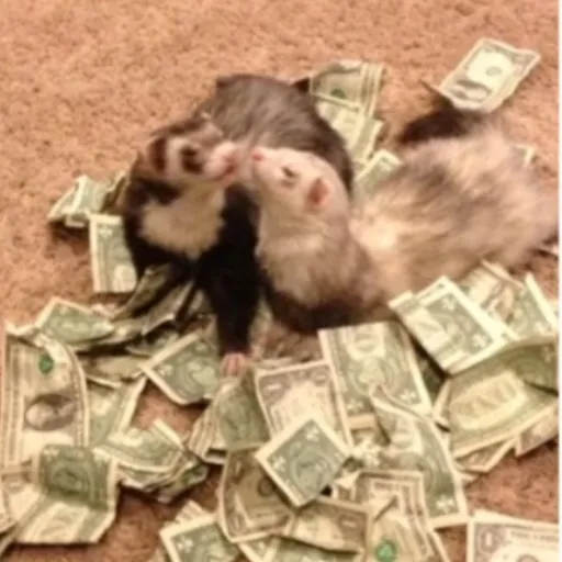 creator Ferret!🎀's avatar